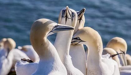 fb体育投注-阿拉维斯主场战平莱加内斯，难分胜负，阿拉维斯 vs 皇家马德里