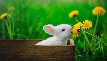 fb体育投注-阿拉维斯主场战平莱加内斯，难分胜负，阿拉维斯 vs 皇家马德里