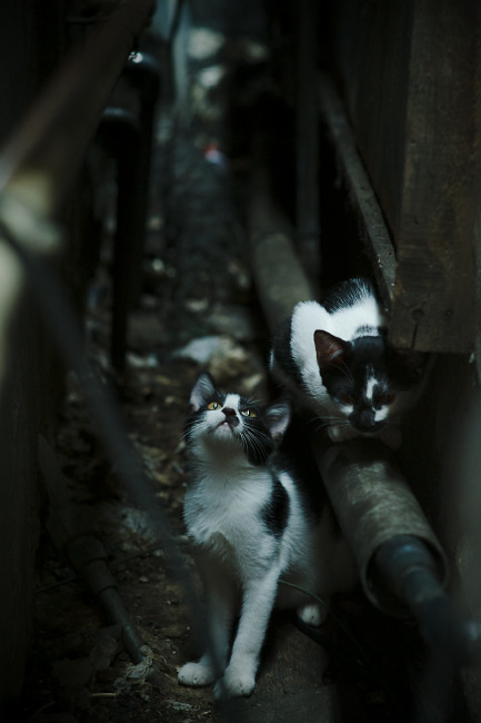 FB体育官方平台-匈牙利队士气高涨，备战欧洲杯预选赛，匈牙利欧洲杯赛程表