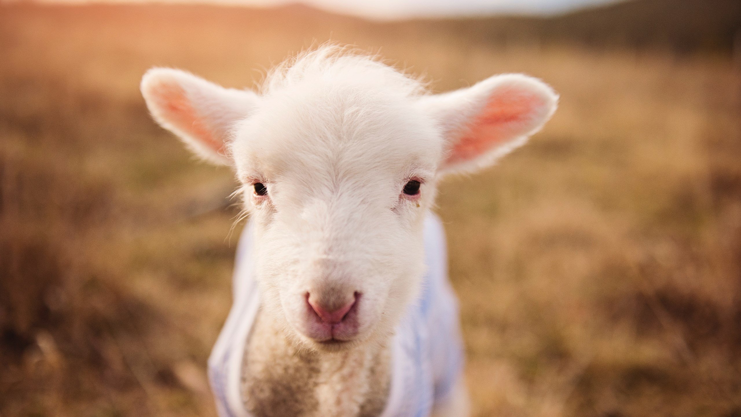 fb体育平台官网-精彩强强对阵，人气爆棚现场热烈！，强强对决的意思