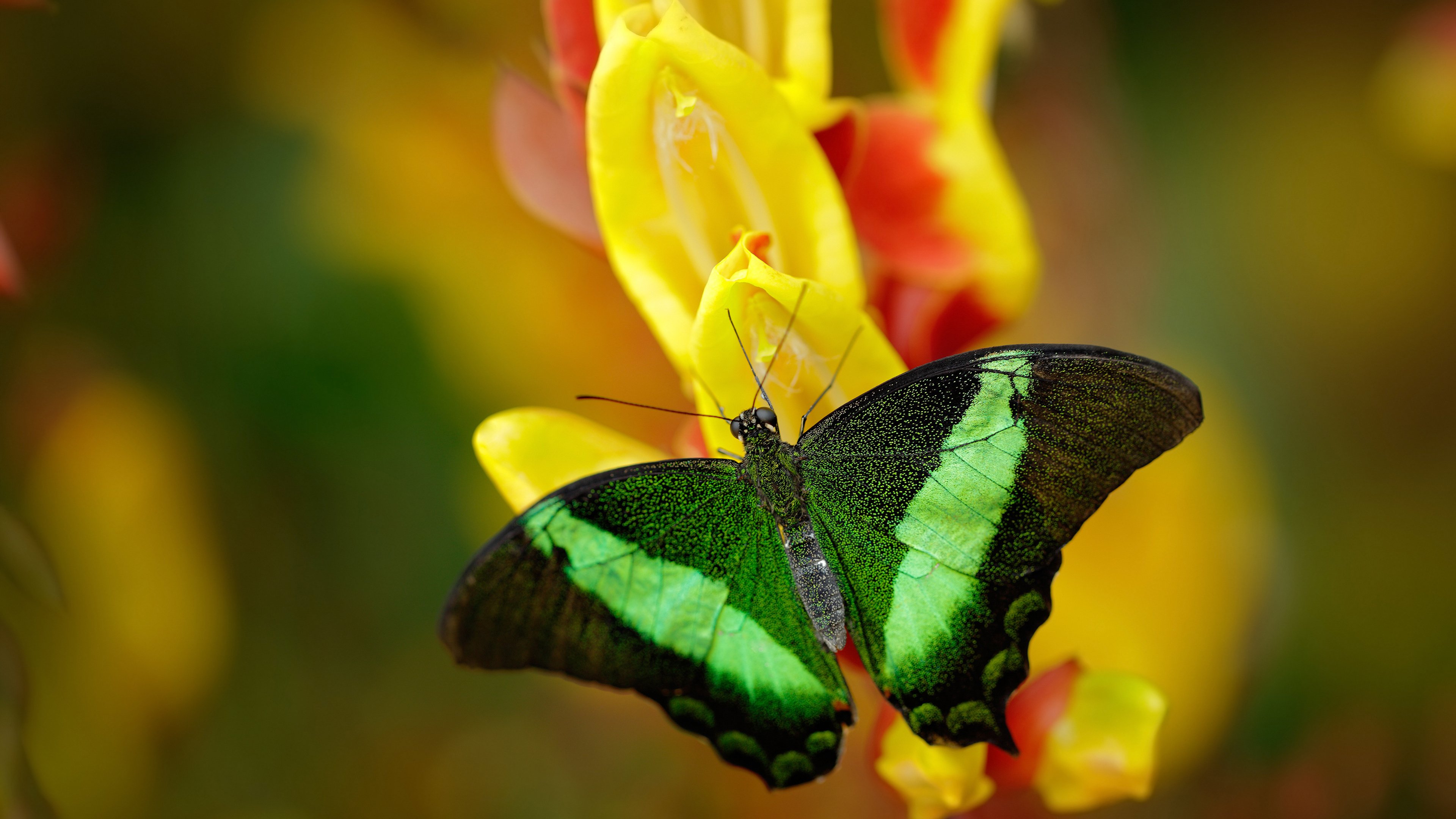 fb体育APP-芬兰队取得意外胜利，欧国联对手措手不及，芬兰国家队阵容2020欧洲杯