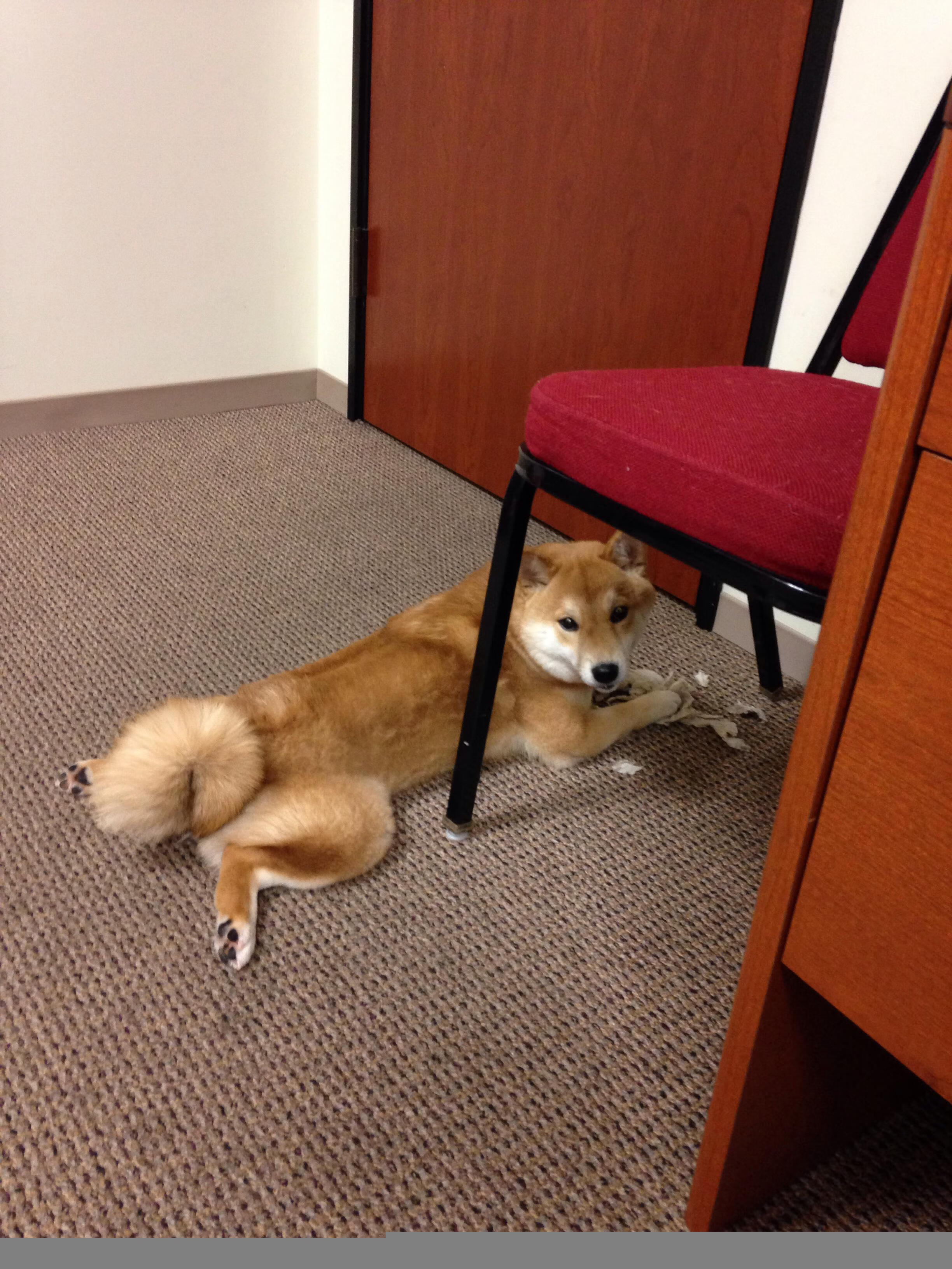 fb体育娱乐-中国男篮积极备战世界杯赛事，中国男篮世界杯比赛结果