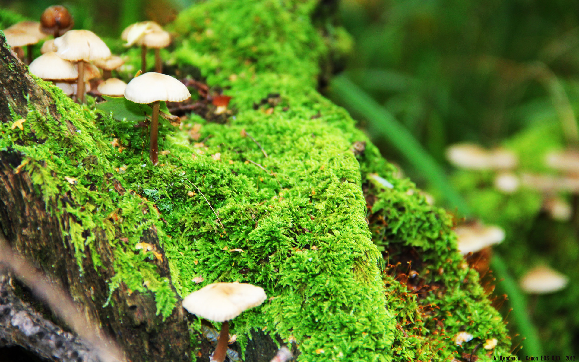 澳大利亚队的团队赛制转型:如何依靠配合和战术突破挑战,澳大利亚联赛什么水平