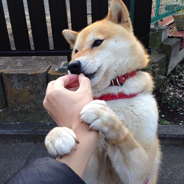 FB SPORTS-球员在节奏变化中如何调整持球姿态，持球姿势