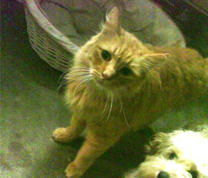 fb体育登录入口-瑞典乒乓球队未来发展：从技术创新到心理素质提升，瑞典乒乓球队员名单