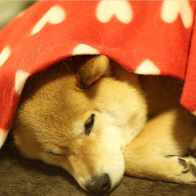 fb体育注册网址-CBA推动联赛文化建设提升篮球运动社会影响力，篮球协会推行cuba