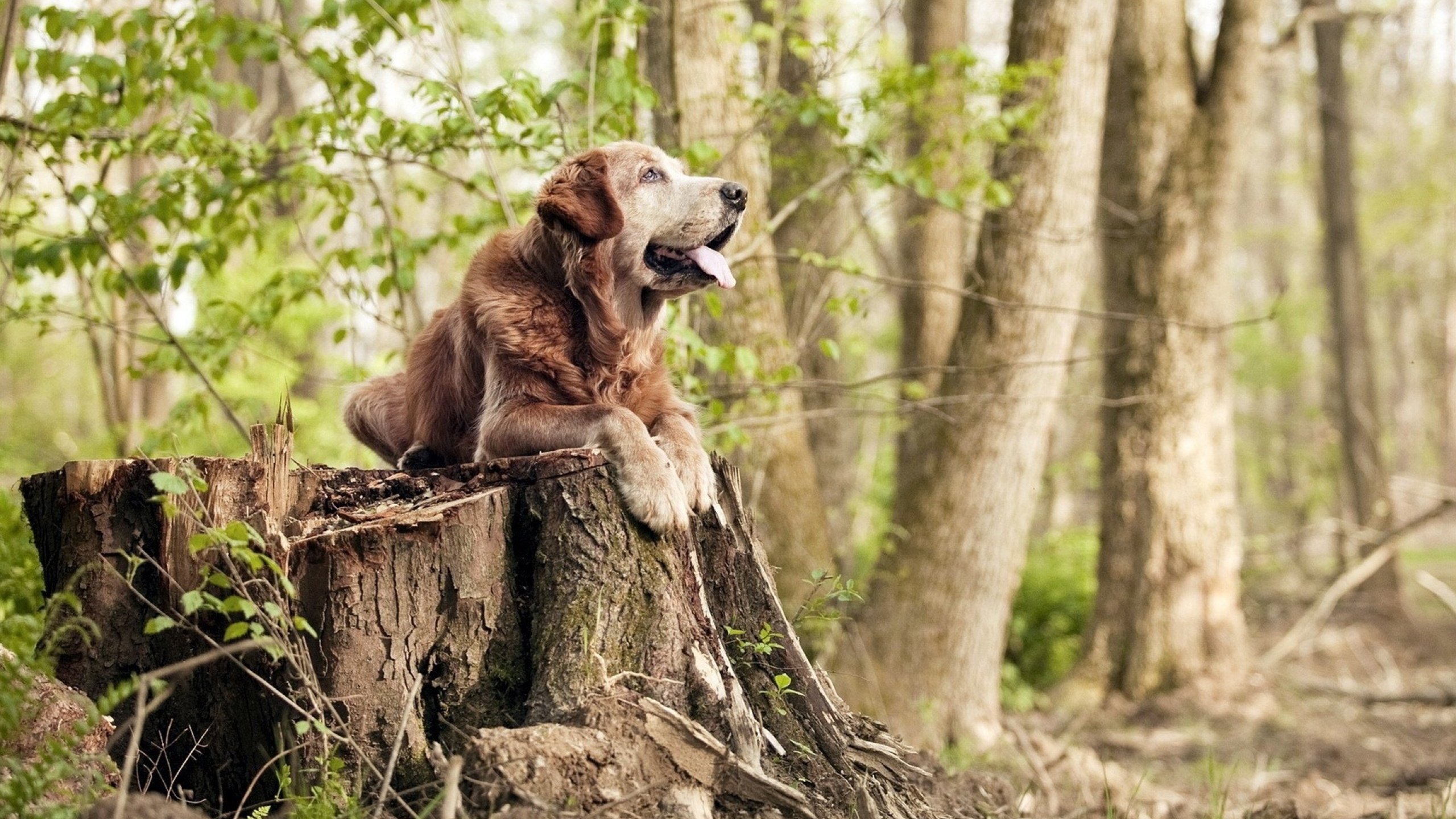 fb体育官网中国-女子足球设立青训转型桥梁打通成长后期通道，女子足球训练视频