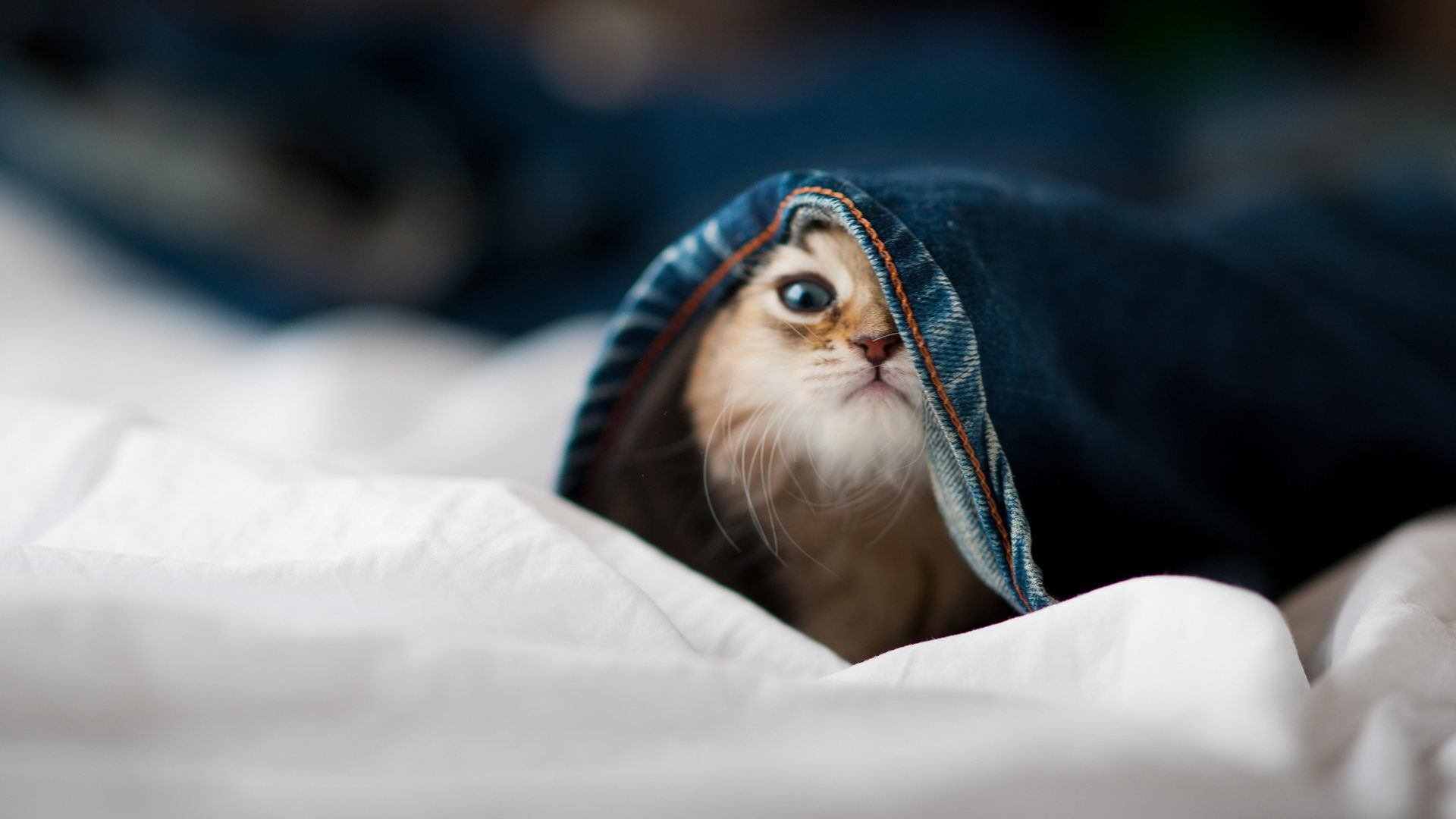 fb体育官网电脑版-蝶泳末段发力希腊成功逆转，蝶泳细节